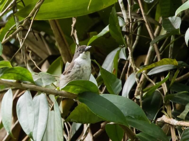 Tangara Puertorriqueña