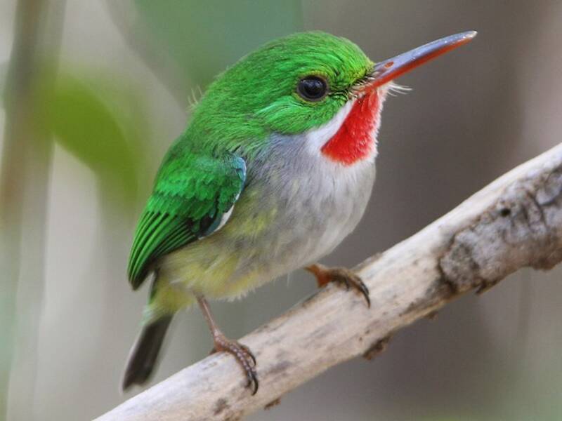 Puerto Rican Tody, 照片 3