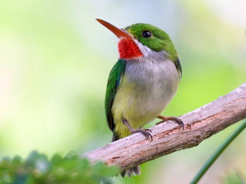 Puerto Rican Tody, 照片 4