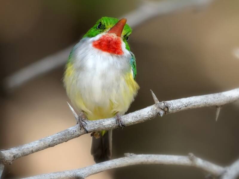 Puerto Rican Tody, 照片 2
