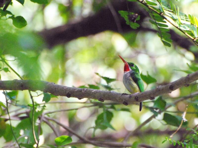Puerto-Rico-Tody