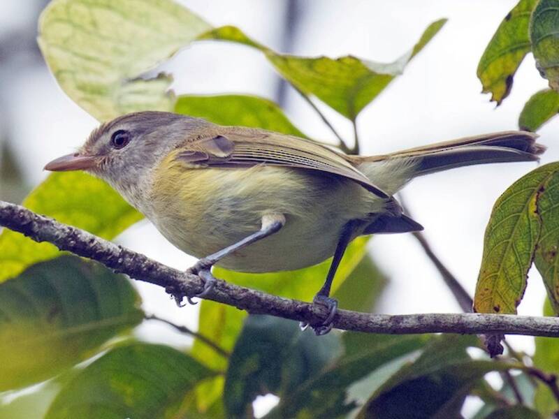 Puertorico-Vireo, Fotos 2