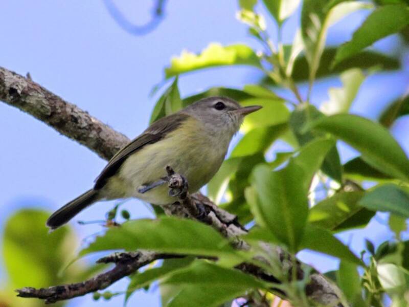 Puertorico-Vireo, Fotos 3