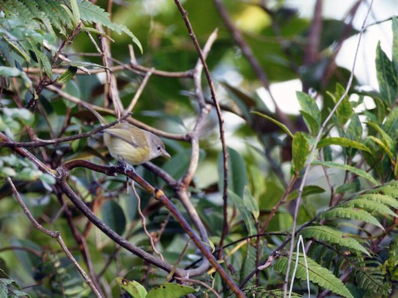 Puertorico-Vireo, Fotos 4