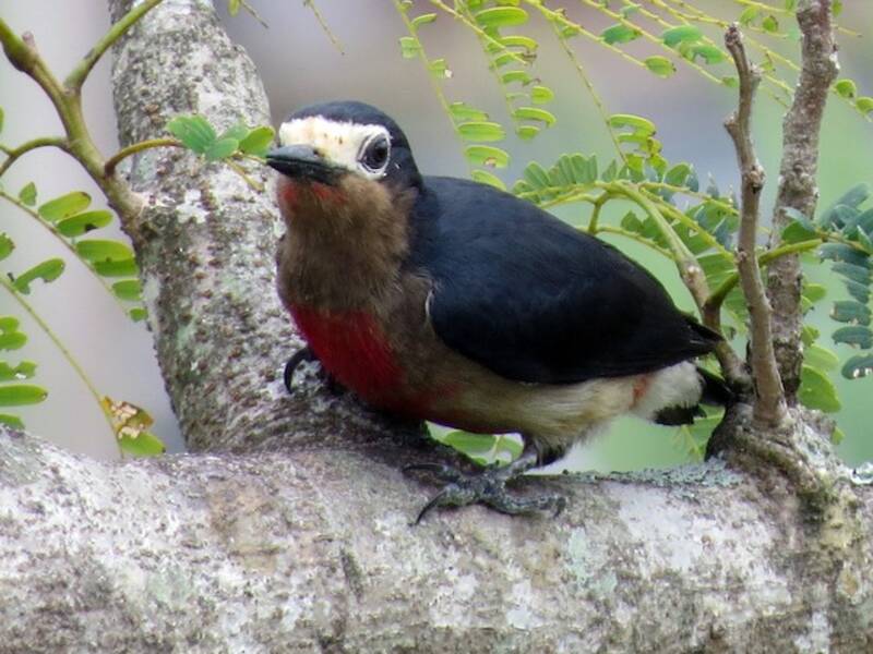 Picchio di Porto Rico, Foto 2