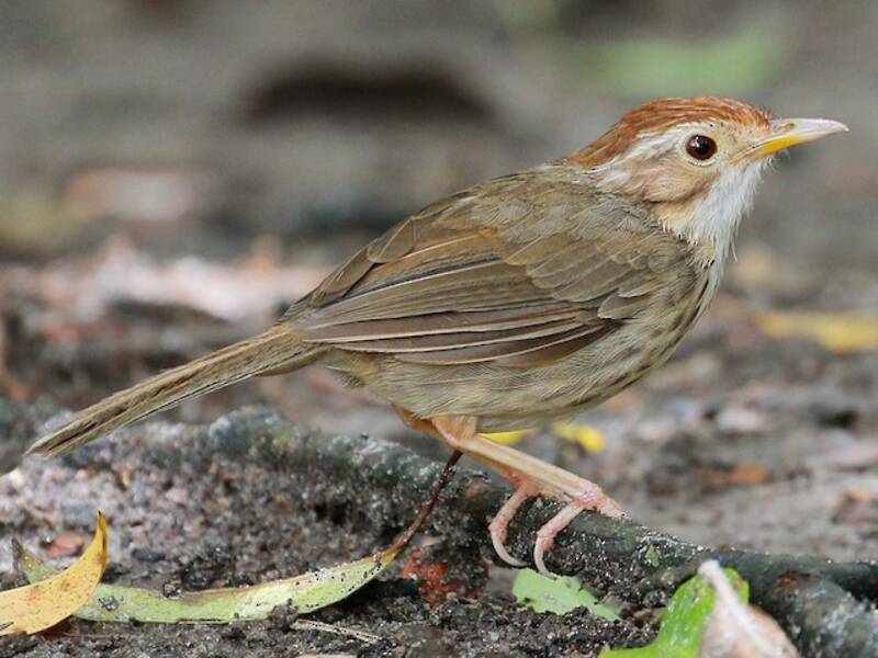 Puff-throated Babbler, 照片 3