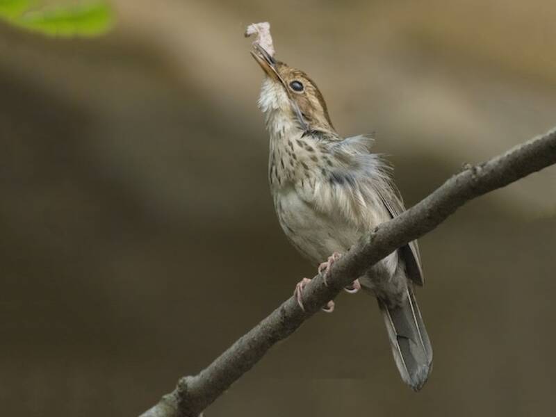 Puff-throated Babbler, 照片 2