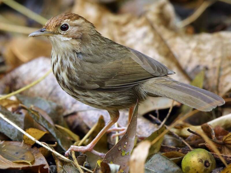 Puff-throated Babbler, 照片 4