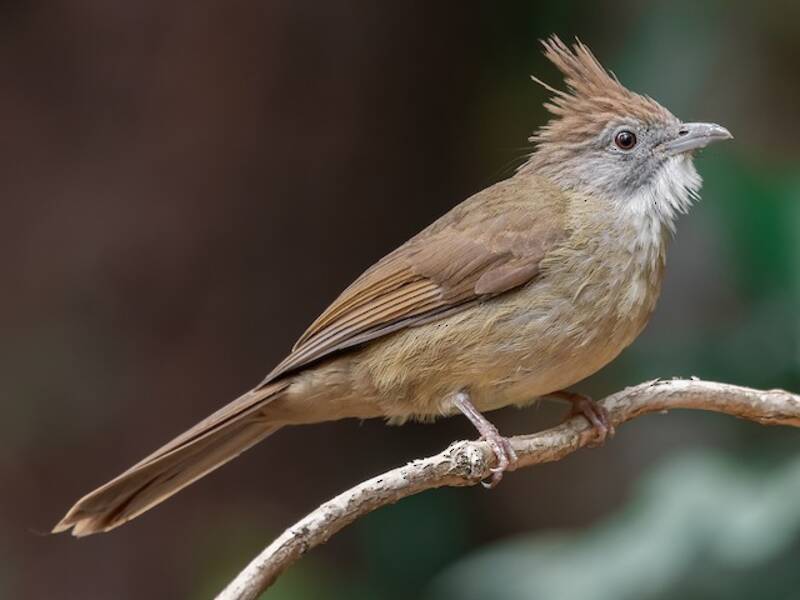 Bulbul à gorge bouffante