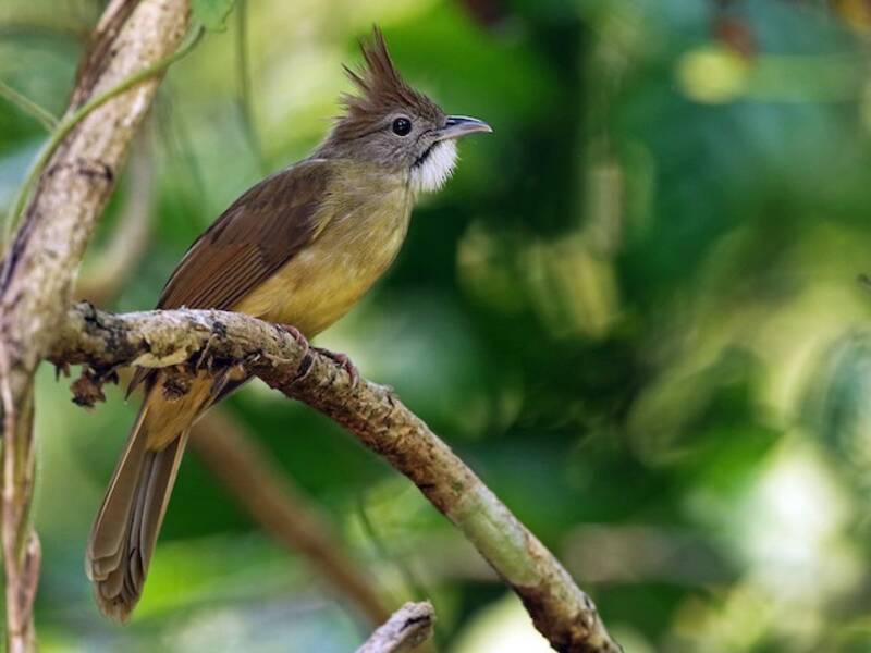 Bulbul à gorge bouffante, Photos 3