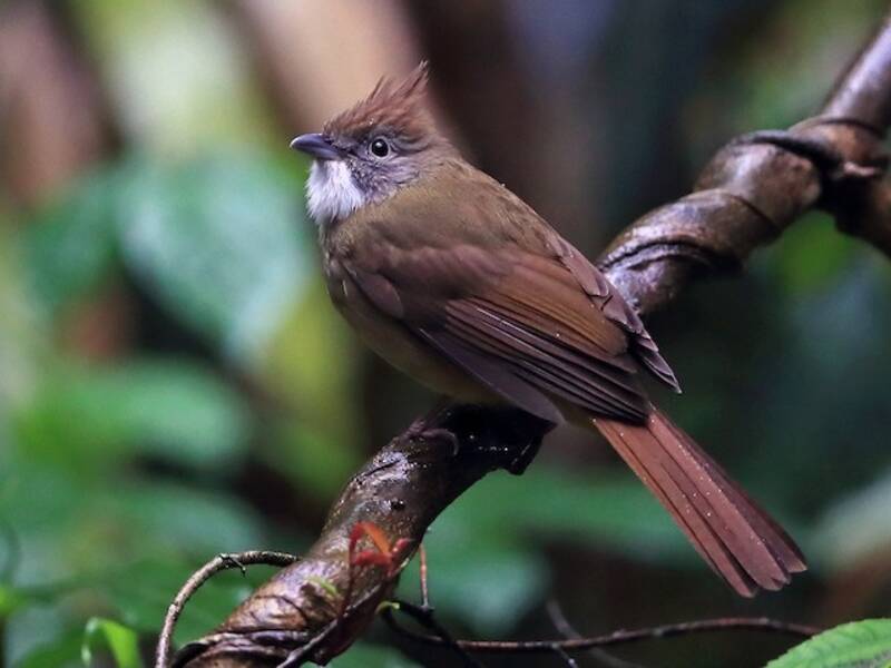 Bulbul à gorge bouffante, Photos 2