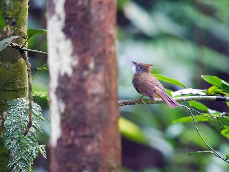 Bulbul à gorge bouffante, Photos 4