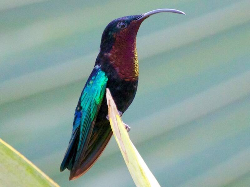 Colibrí Caribeño Gorgimorado, Fotos 3