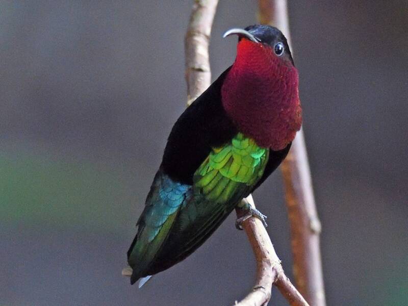 Colibrí Caribeño Gorgimorado, Fotos 4