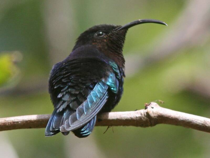 Colibrí Caribeño Gorgimorado, Fotos 2