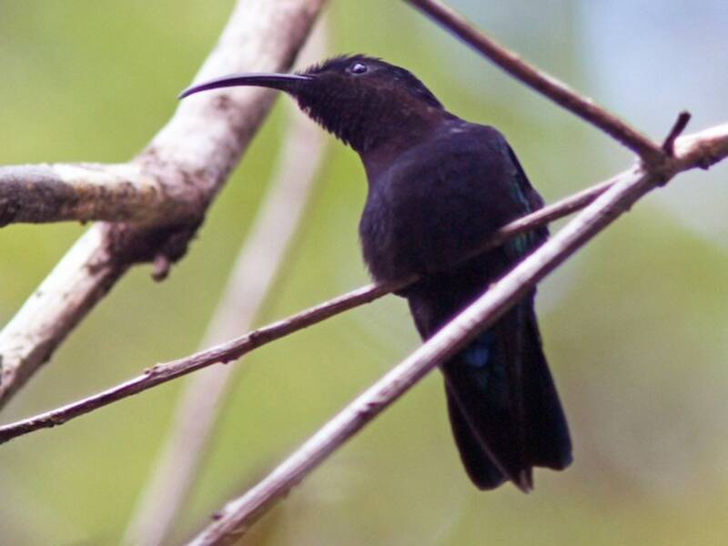Colibrì caribico dalla gola viola