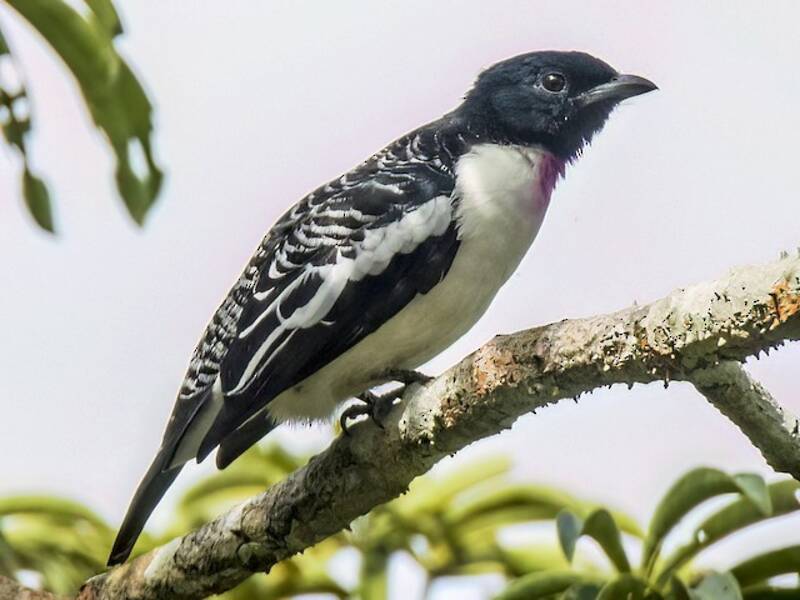 Purple-throated Cotinga, 照片 2