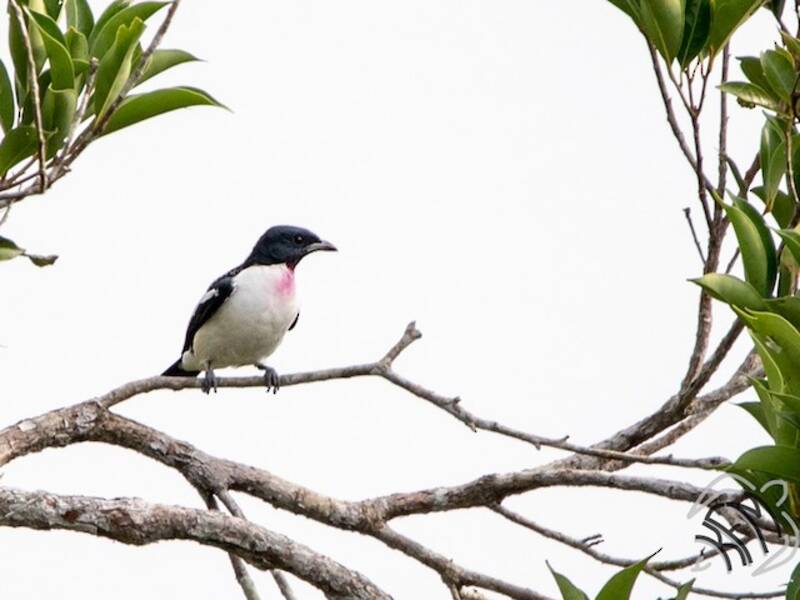 Purple-throated Cotinga, 照片 4