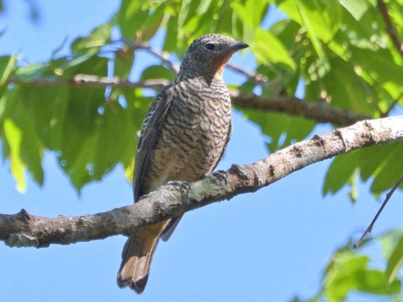 Purple-throated Cotinga, 照片 3
