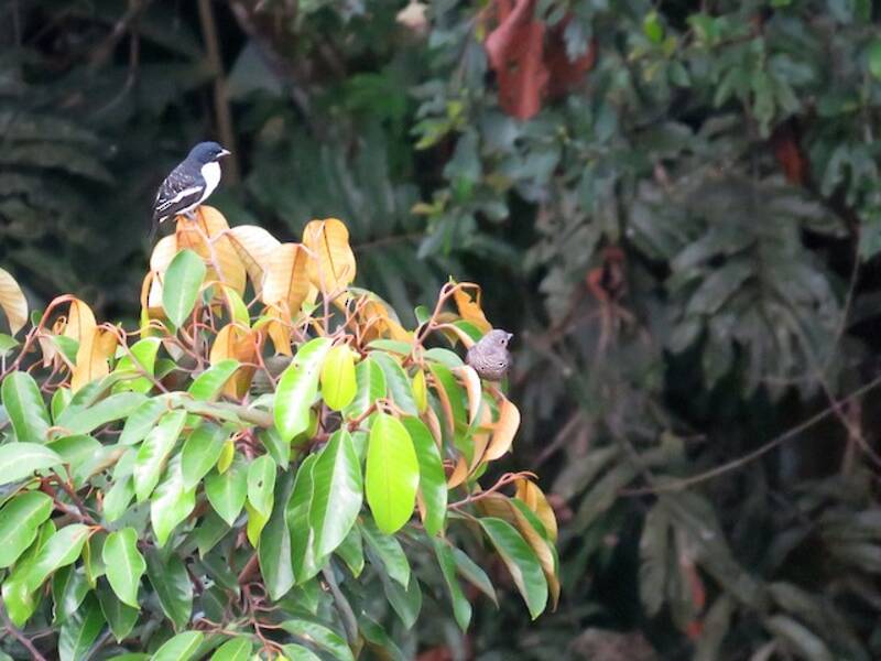 Purple-throated Cotinga