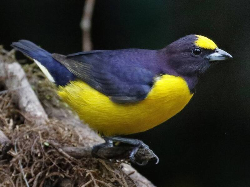Purple-throated Euphonia
