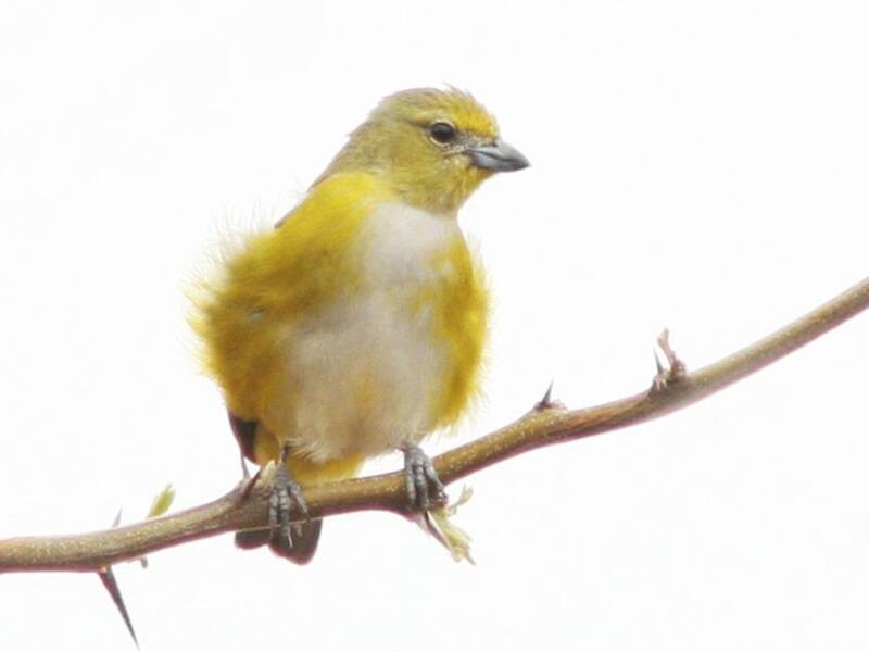 Eufonia golapurpurea, Foto 2