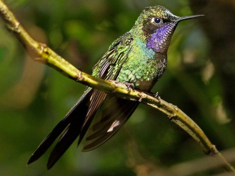 Purple-throated Sunangel