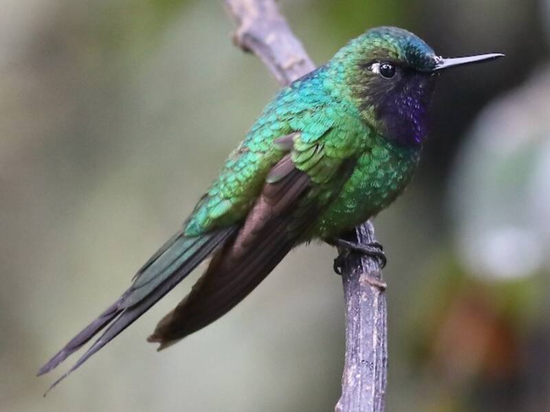 Purple-throated Sunangel, 照片 2