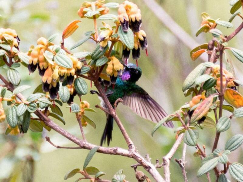 Purple-throated Sunangel, 照片 3