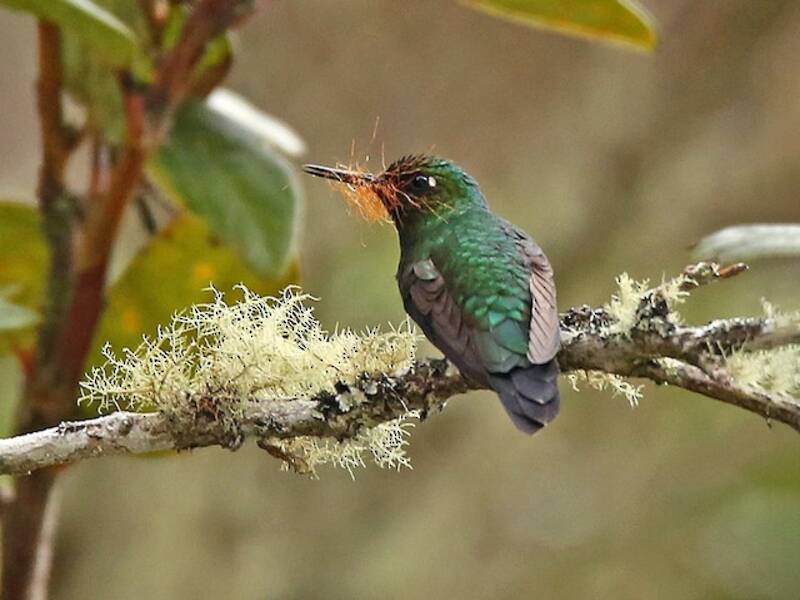 Purple-throated Sunangel, 照片 4
