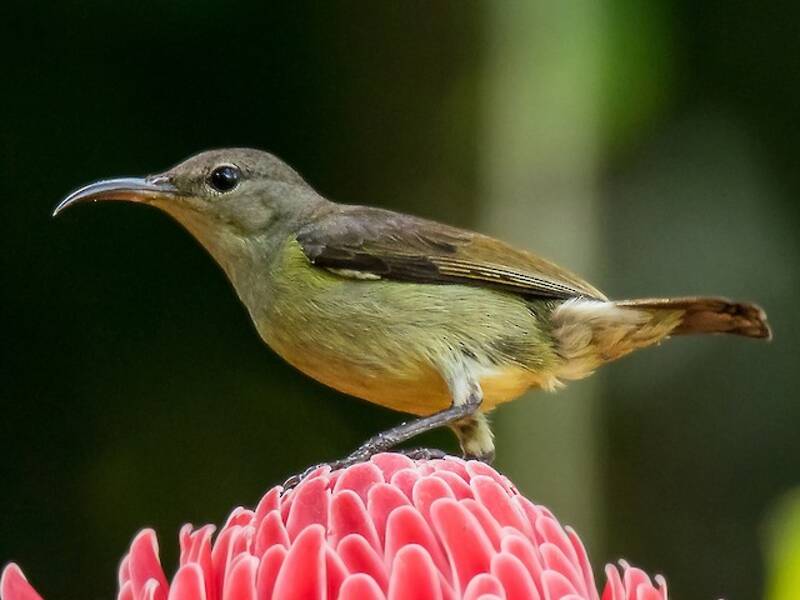 Purple-throated Sunbird