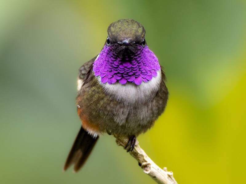 Purple-throated Woodstar, Photos 3