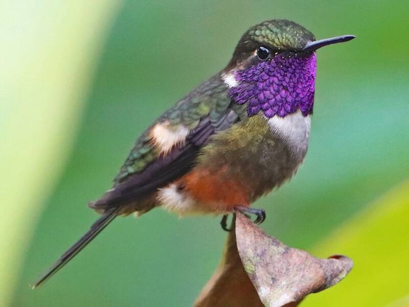 Purple-throated Woodstar, Photos 4
