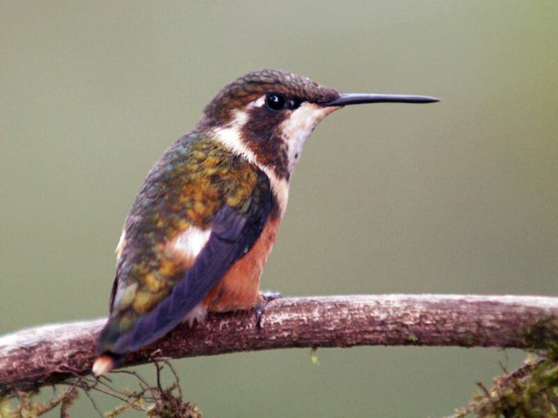 Purple-throated Woodstar, Photos 2