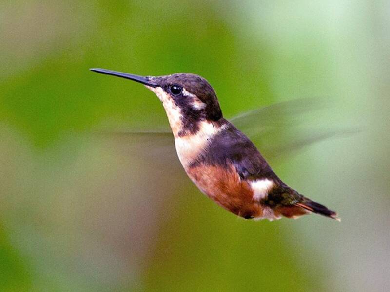 Purple-throated Woodstar, Philodice mitchellii