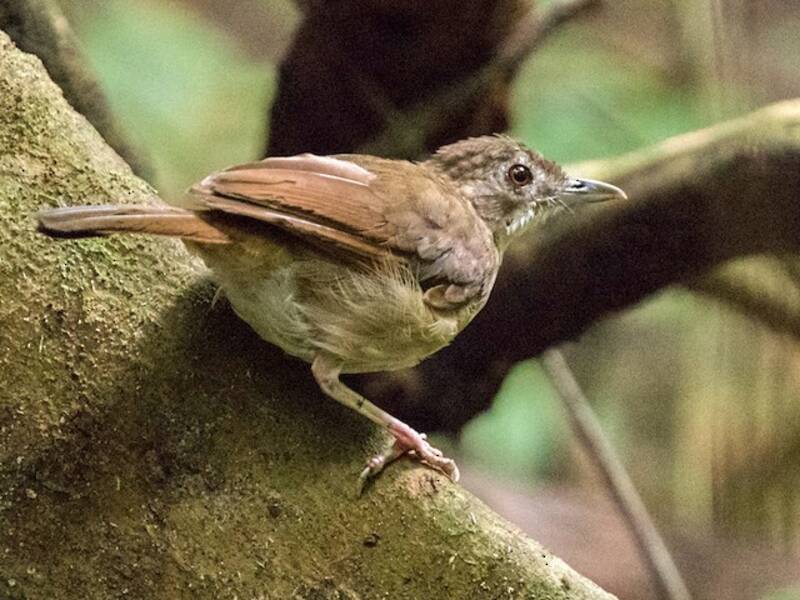 Illadopsis di Puvel, Foto 2