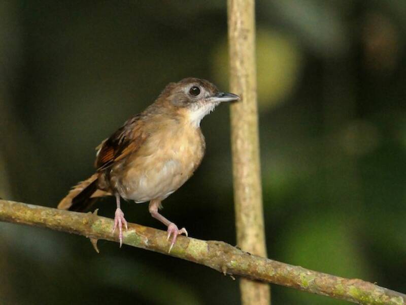 Illadopsis di Puvel, Foto 4