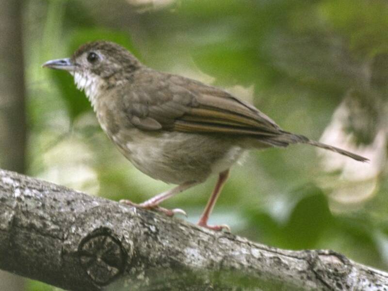 Puvel's Illadopsis