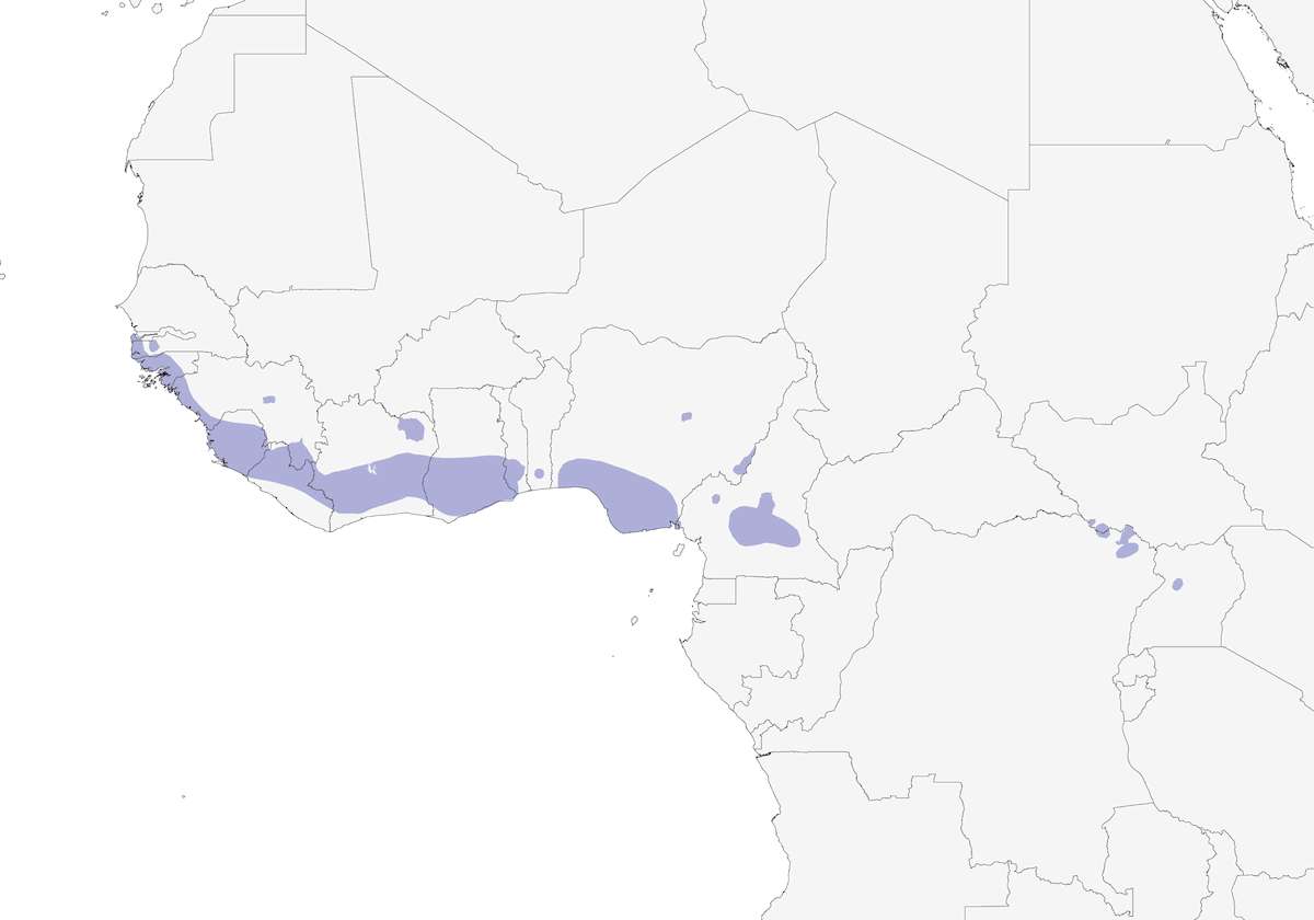 Illadopsis di Puvel, Distribuzione 1