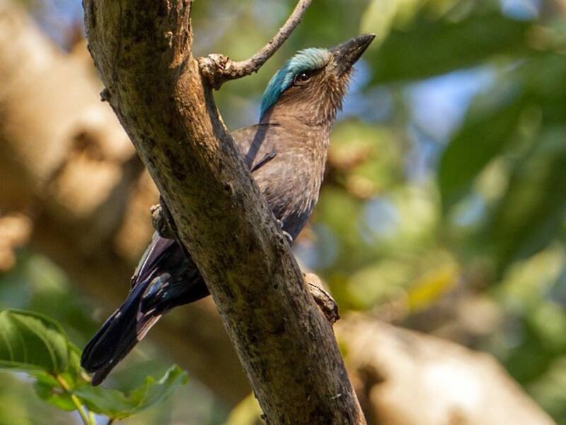 Rollier à ailes pourpres, Photos 4