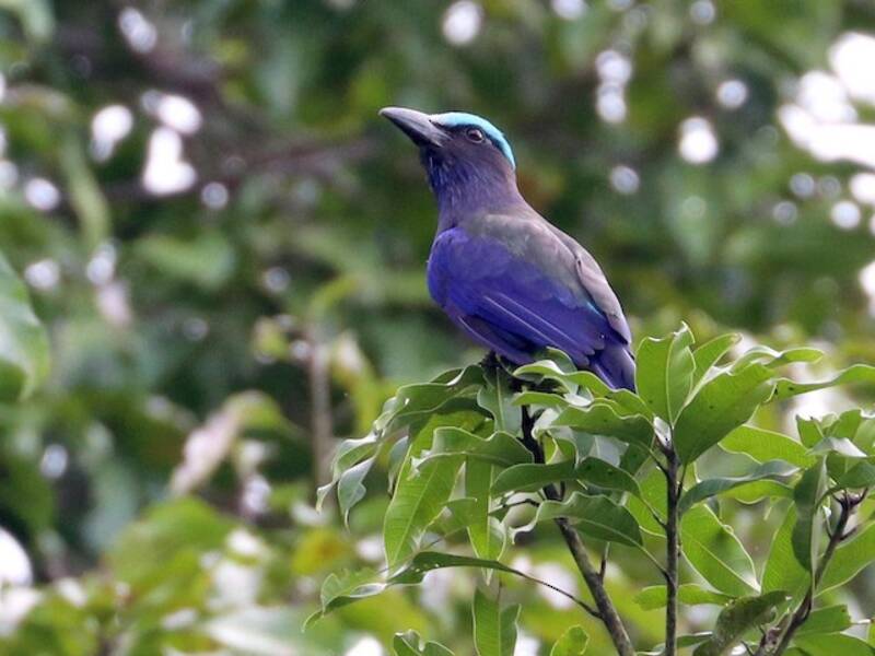 Rollier à ailes pourpres