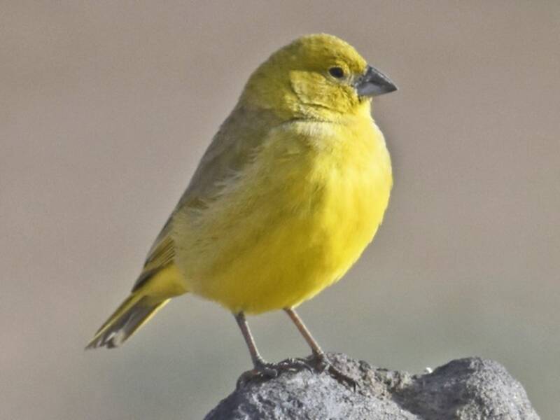 Puna Yellow-Finch