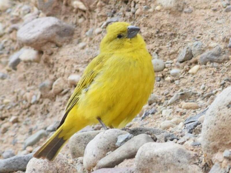 Puna Yellow-Finch, Photos 3
