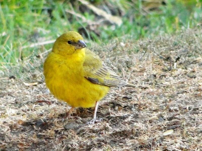 Puna Yellow-Finch, Photos 2
