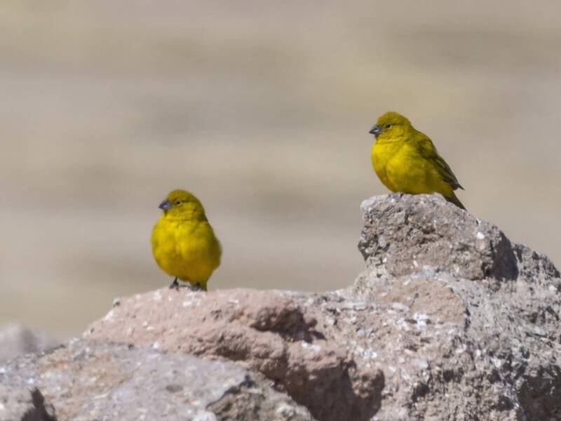 Puna Yellow-Finch, Photos 4