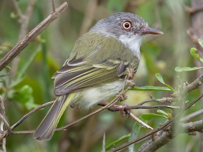 Pearly-vented Tody-Tyrant, 照片 4