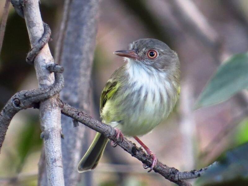 Pearly-vented Tody-Tyrant, 照片 2