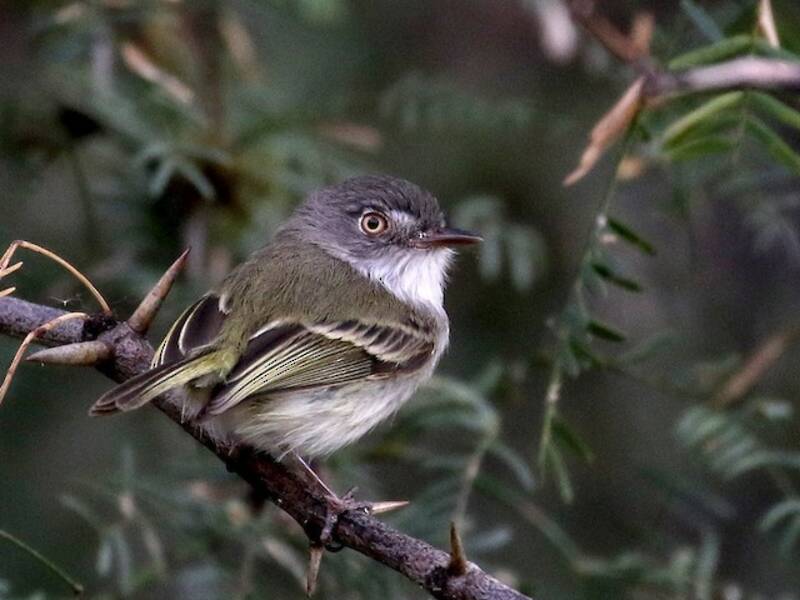 Pearly-vented Tody-Tyrant, 照片 3