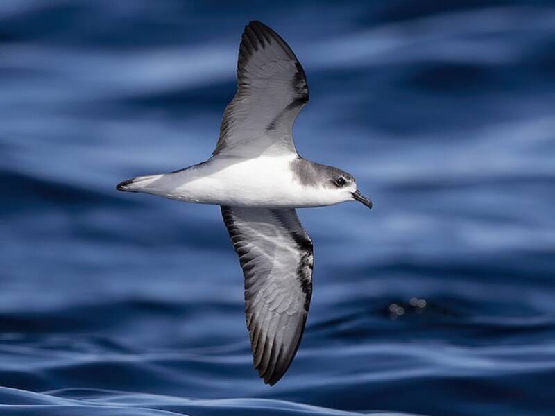 Pycroft's Petrel