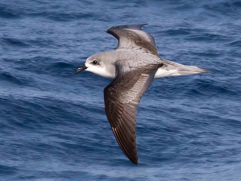 Pycroft's Petrel, 照片 3